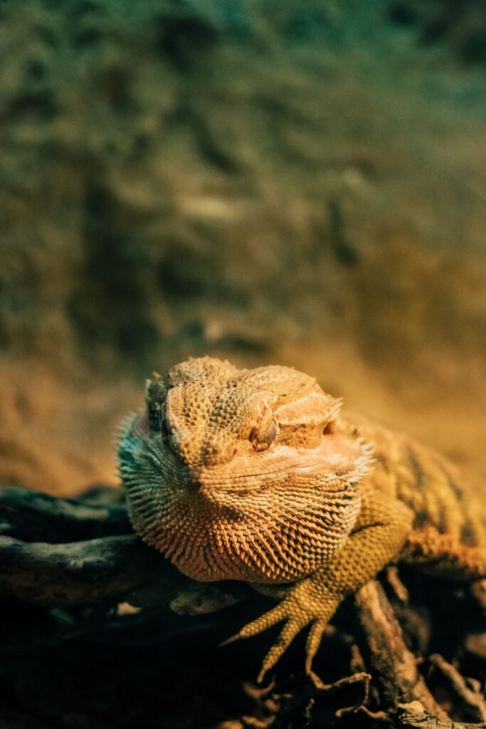 Bearded Dragon Behavior Guide: What Every Action and Signal Actually Means