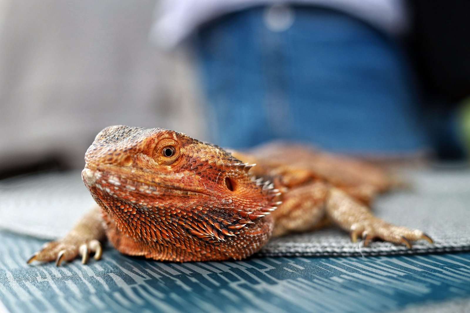 Basking (Classic Flat Posture)