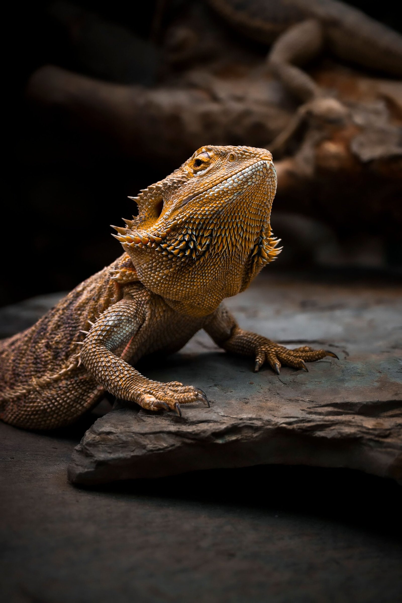 How to Read Bearded Dragon Behavior